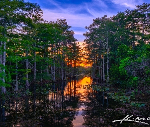 Stany Zjednoczone, Loxahatchee Slough, Rośliny, Zachód słońca, Jezioro, Drzewa, Floryda, Palm Beach Garden, Las