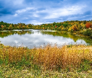 Drzewa, Kolorowe, Pożółkła, Jesień, Trawa, Jezioro