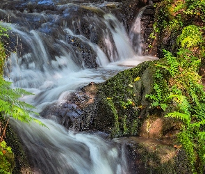 Roślinność, Endert Wasserfall, Nadrenia Palatynat, Paprocie, Wodospad, Niemcy, Skały