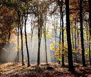 Drzewa, Liście, Pożółkłe, Przebijające światło, Las