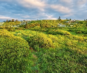 Góry, Łąka, Poranek