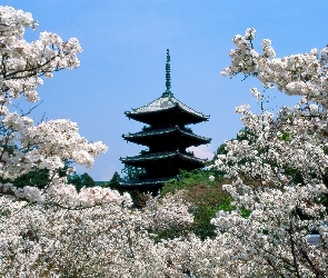 Wiśnie, Kwitnące, Japonia, Budowla