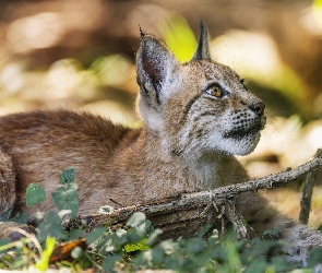 Drapieżnik, Ryś, Leżący, Młody