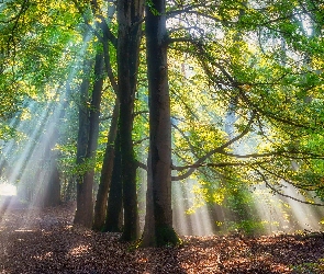 Las, Przebijające światło, Liście, Słoneczne, Gałęzie, Mgła, Drzewa, Ścieżka, Drzewa