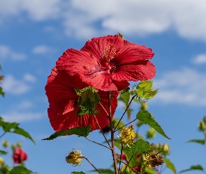 Czerwone, Hibiskusy, Kwiaty