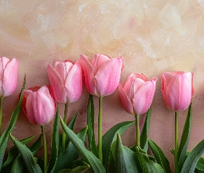 Tulipany, Rozkwitające, Kwiaty, Różowe