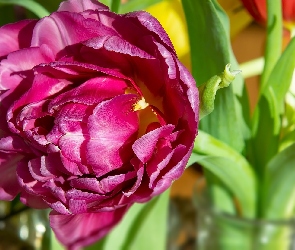 Ciemnoróżowy, Tulipan, Kwiat