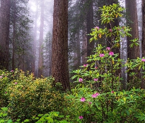 Kalifornia, Sekwoje, Stany Zjednoczone, Drzewa, Krzewy, Park Narodowy Redwood, Mgła, Różanecznik