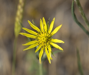 Natura, Żółty, Kwiat, Roślina