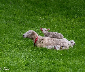 Trawa, Łąka, Owce, Młode