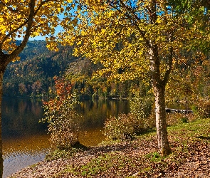 Drzewa, Pomost, Jezioro, Las, Jesień