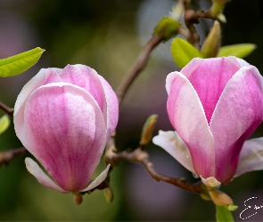 Gałązka, Listki, Kwiaty, Różowe, Magnolia