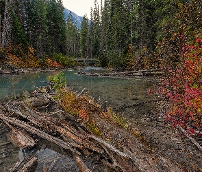 Park Narodowy Yoho Rzeka, Jezioro Szmaragdowe, Góry, Jesień, Las, Mostek