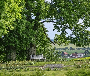 Ławka, Park, Drzewa