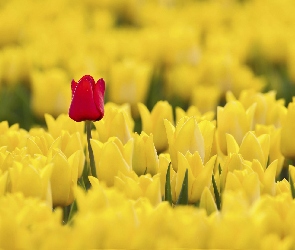 Żółte, Tulipan, Czerwony, Tulipany, Pole