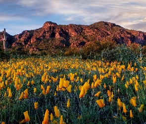 Kaktusy, Chmury, Góry, Pozłotki, Picacho Peak State Park, Stany Zjednoczone, Łąka, Arizona, Drzewa, Kwiaty, Maczki kalifornijskie
