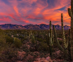 Arizona, Karnegie olbrzymie, Góry, Stany Zjednoczone, Park Narodowy Saguaro, Zachód słońca, Kaktusy