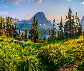 Stany Zjednoczone, Krzewy, Saint Mary Lake, Trawa, Drzewa, Jezioro, Montana, Park Narodowy Glacier, Góry