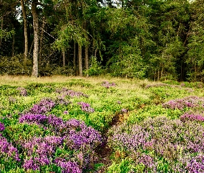 Wrzosowisko, Drzewa, Derbyshire, Ścieżka, Las, Anglia, Park Narodowy Peak District