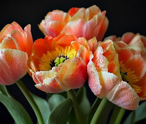Grafika, Kwiaty, Tulipany, Kolorowe