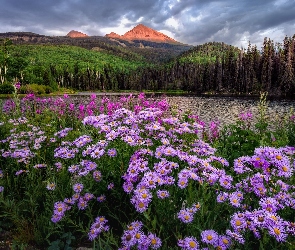 Stany Zjednoczone, Astry, Woods Lake, Drzewa, Kwiaty, Jezioro, Kolorado, Telluride, Góry