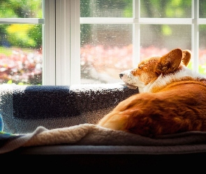 Okno, Welsh corgi pembroke, Pies