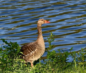 Woda, Trawa, Ptak, Gęś gęgawa