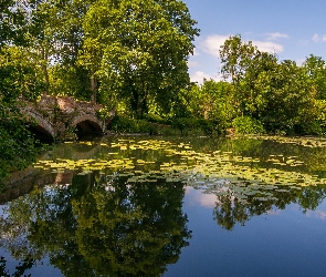 Drzewa, Most, Staw, Kamienny