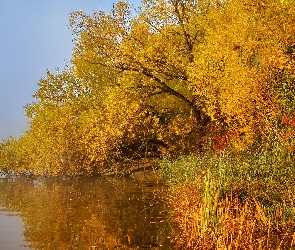 Drzewa, Mgła, Rzeka, Szuwary, Jesień