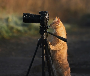 Kot, Aparat fotograficzny, Rudy