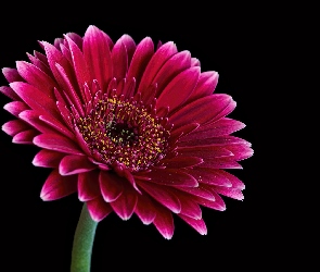 Kwiat, Czarne tło, Gerbera Jamesona