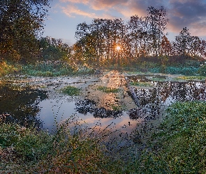 Promienie słońca, Trawa, Staw, Drzewa