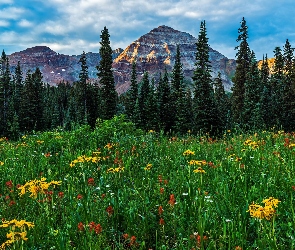 Stany Zjednoczone, Góry, Kwiaty, Chmury, Drzewa, Łąka, Kolorado, San Juan Mountains, Hesperus Peak