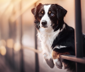 Australian shepherd, Owczarek australijski, Pies