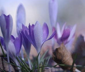 Kwiaty, Krokusy, Liliowe