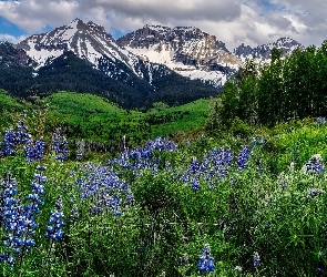 Łubin, Pasmo, Kwiaty, Góry, Kolorado, Drzewa, Stany Zjednoczone, Stormy Sneffels