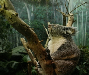 Koala, Drzewa, Miś