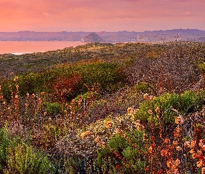 Krzewy, Wzgórza, Kalifornia, Roślinność, Zachód słońca, Stany Zjednoczone, Park Stanowy Montana de Oro