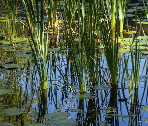 Liście, Bagno, Staw, Odbicie, Trawa