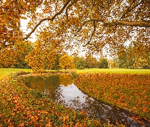 Staw, Jesień, Drzewa, Polana, Park