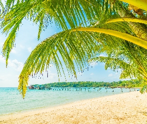 Morze, Molo, Plaża, Palmy, Lato