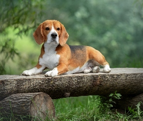 Ławka, Drewniana, Pies, Beagle