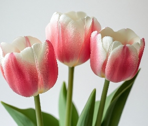 Różowo-białe, Tulipany, Trzy