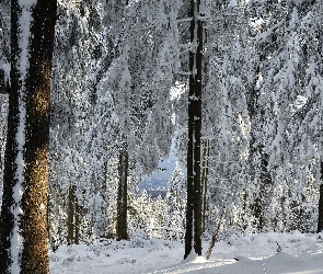 Zaśnieżony, Śnieg, Drzewa, Las, Zima