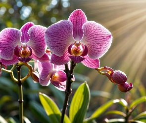 Orchidea, Grafika, Promienie słońca, Kwiaty, Storczyki