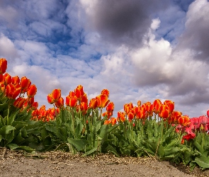 Chmury, Niebo, Pomarańczowe, Kwiaty, Czerwone, Tulipany