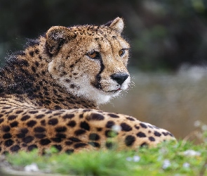 Trawa, Zielona, Leżący, Gepard