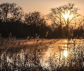 Łabędź, Staw, Trawa, Zachód słońca, Drzewa, Jesień, Słońce