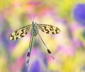 Rozmycie, Nitkoskrzydlak, Owad, Nemoptera bipennis