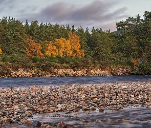 Ballater, Park Narodowy Cairngorms, Kamienie, Szkocja, River Dee, Drzewa, Rzeka